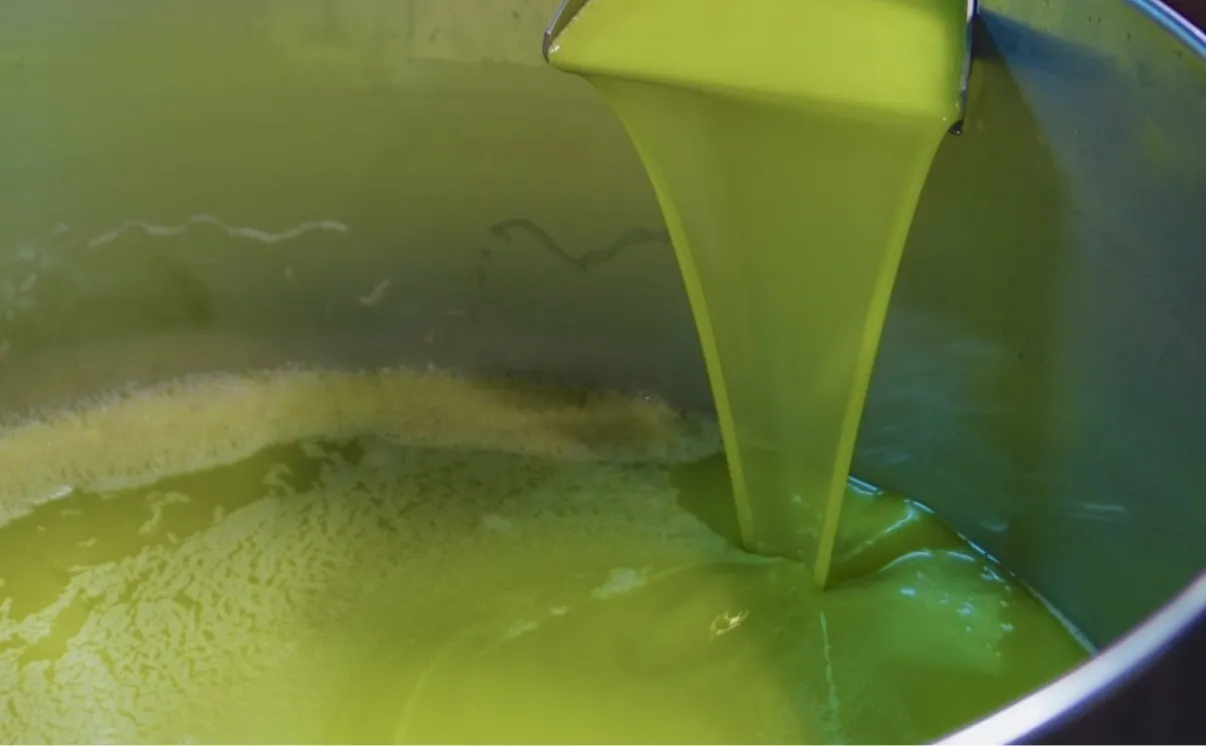 採れたてオリーブの搾油