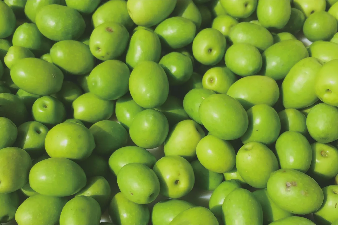 フレッシュなオリーブの実